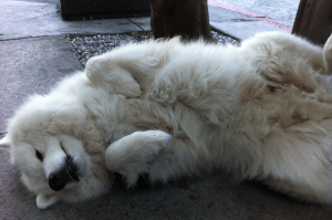 Samoyed doggie Rollover IRA