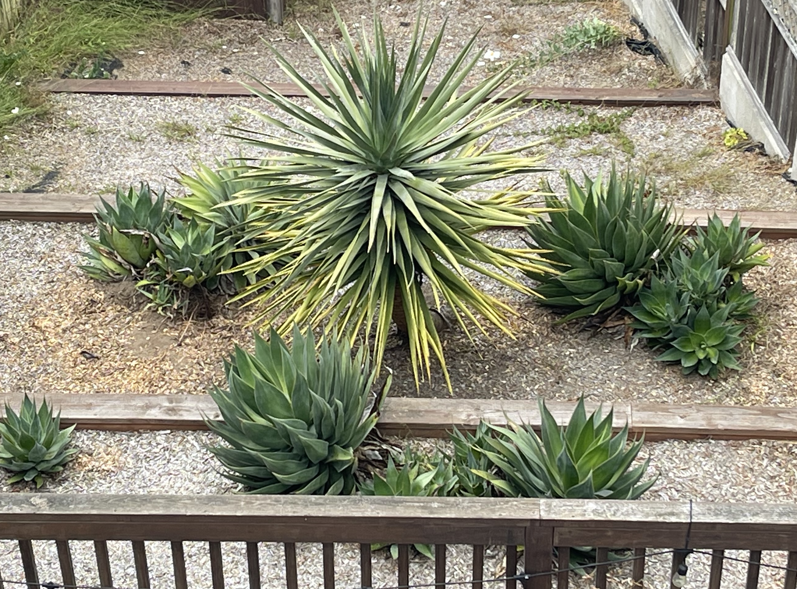 Landscaping Step #6: Get the best succulents we could find. 